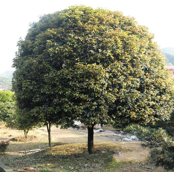 桂花